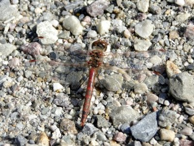 Variegated Meadowhawk (<i>Sympetrum corruptum</i>)