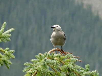 Clark's Nutcracker