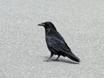 Common Raven