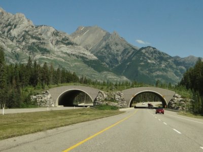 A Closer View of the Wildlife Overpass