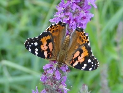 Painted Lady (Vanessa cardui) on Purple Loosestrife