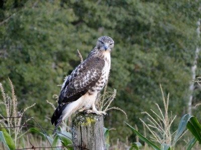 Red-tailed Hawk (juvenile)