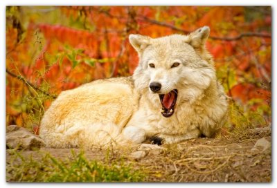 Yawning Wolf