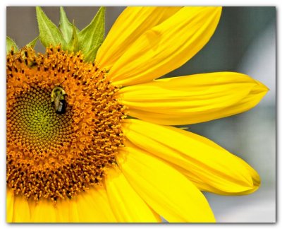 Sunflower IV