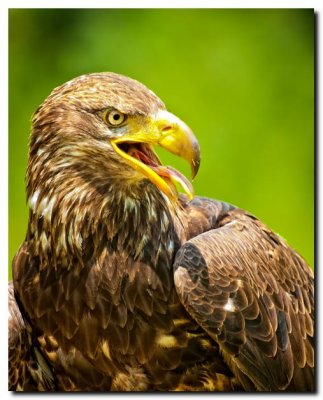 Juvenile Bald Eagle III