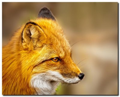 Red Fox Close-Up