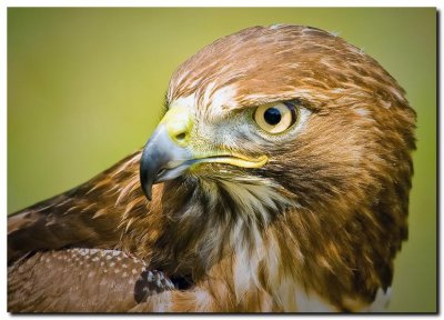 RED TAILED HAWK