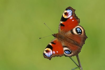 Peacock Butterfly/Dagpauwoog