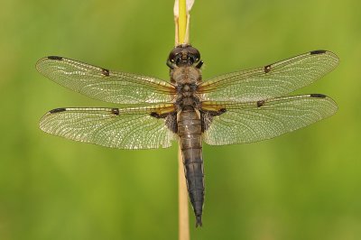 g4/07/993007/3/136308710.ByiaZc4e.jpg