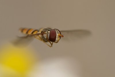 Marmeladefly/Pyamazweefvlieg