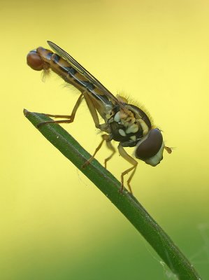Hoferfly/Langlijfje