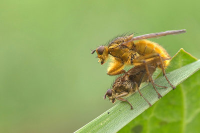 Yellow dungfly/Strontvlieg