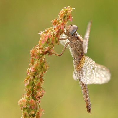 Scarlet Dragonfly/Vuurlibel