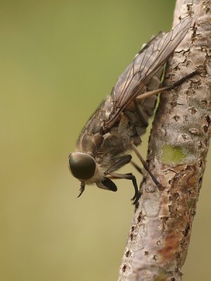 Horsefly/Grijze runderdaas