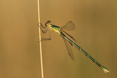 g4/07/993007/3/136390198.mRNyNJ2q.jpg