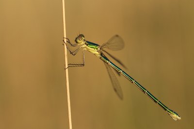 Small spreadwing/Tengere pantserjuffer