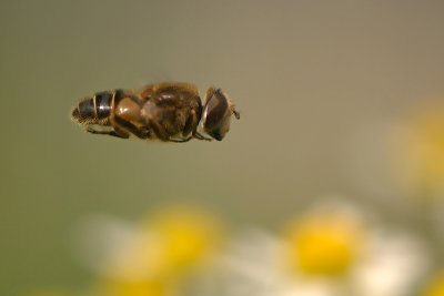 Hover Fly/Kegel-bijvlieg