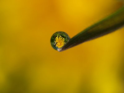 Dandelion in drop/Paardebloem in druppel