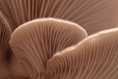 Oyster Mushroom/Gewone Oesterzwam