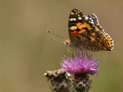 Painted Lady/Distelvlinder