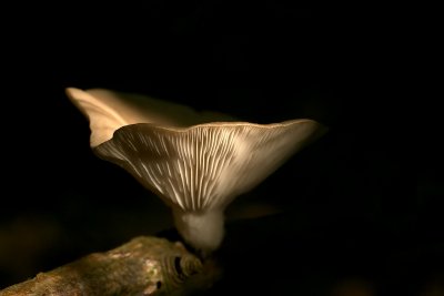 Oyster Mushroom/Gewone Oesterzwam 
