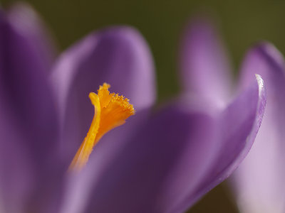 Tomasini's crocus/Boerenkrokus