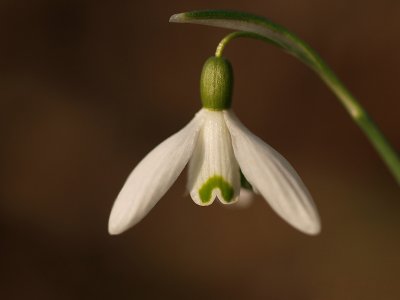 Snowflake/Winterklokje