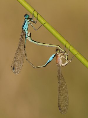 Blue-tailed Damselfly/Lantaarntje 