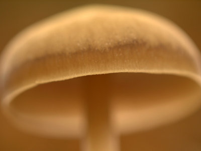 Mycena spec