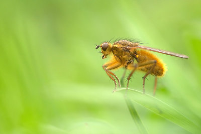 Yellow dungfly/Strontvlieg 