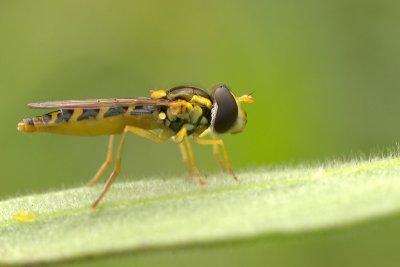 Hoferfly/Langlijfje 