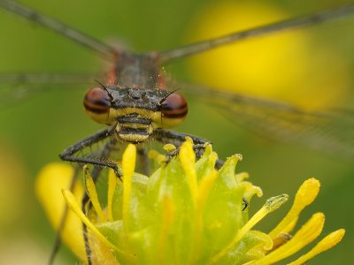 Large Red Damselfly/Vuurjuffer