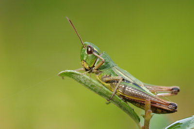 Meadow grasshopper/Krasser 