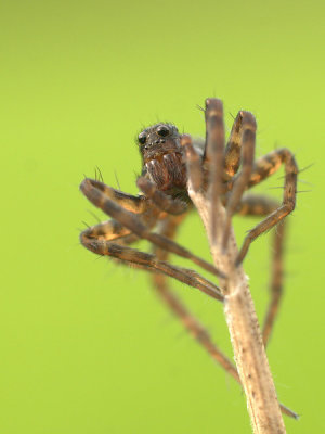 Spider/Spin