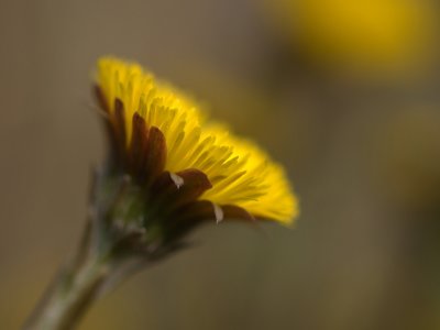 Coltsfoot/Klein Hoefblad