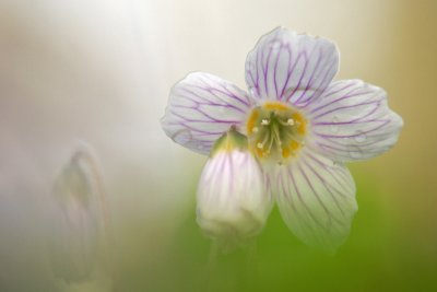 Wood sorrel/Witte klaverzuring