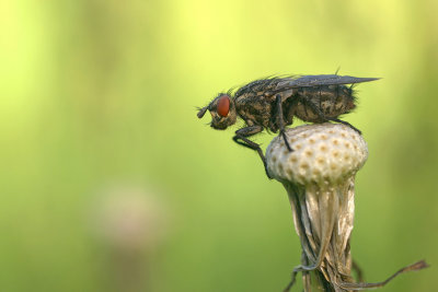 Flesh fly/Dambordvlieg 