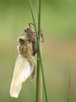 Four-Spotted Chase/Viervlek