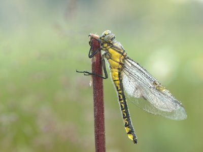 Common Club-tail/Beekrombout