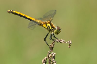 Black darter/Zwarte heidelibel
