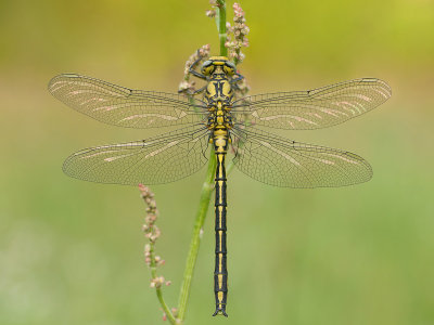 Western Clubtail/Plasrombout 