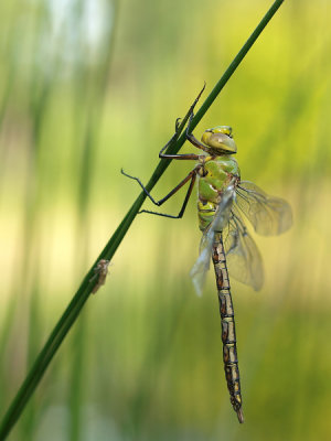 Emperor dragonfly/Grote keizerlibel 