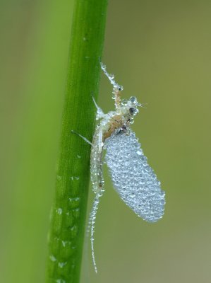 Mayfly/Eendagsvlieg