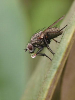 House Fly/Huisvlieg 
