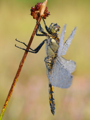 Black tailed skimmer/Gewone oeverlibel 