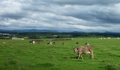 Bossy treads the fields of asphodel