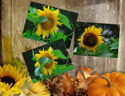 Sunflower Collage