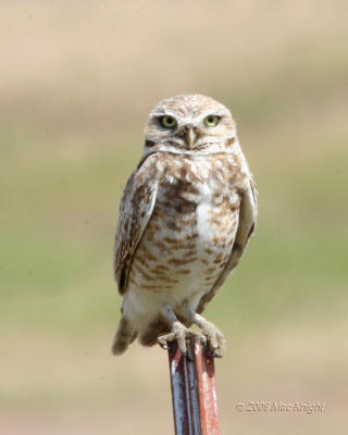 burrowing owl Highway 24-1