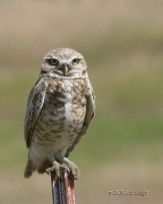 burrowing owl Highway 24-2
