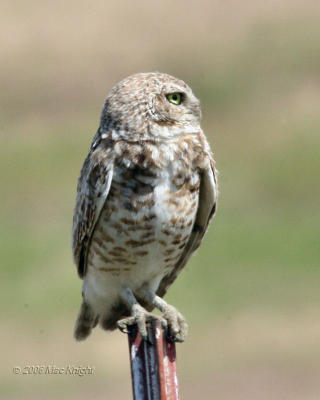 burrowing owl Highway 24-4